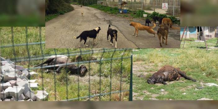 İstanbul Arnavutköy'de başıboş köpek dehşeti! Hayvanları telef olan vatandaş isyan etti!