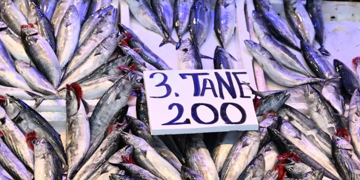 Av yasağı sona erdi! Balık fiyatları açıklandı