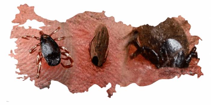 En çok kene olan iller belli oldu! Bu 5 ildekiler dikkat! çok yayıldı, ölüm artmaya başladı