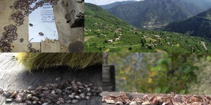 Türkiye alarmda! Karadeniz ve Marmara'yı istila etti: İki yıla kalmaz ülkemizde...