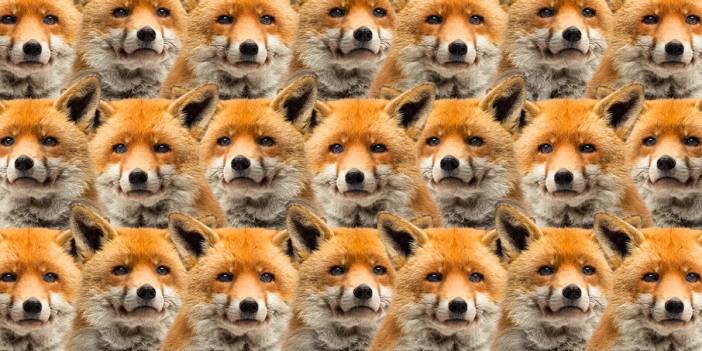 Zeka testi: Bunu bilen çok az kişi çıktı! Tilkilerin arasında kalan kurt nerede?