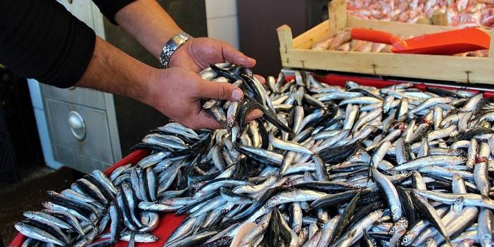 Vatandaş hamsiye doyacak: Balık tezgahlarında hamsinin kilosu 70 TL oldu!