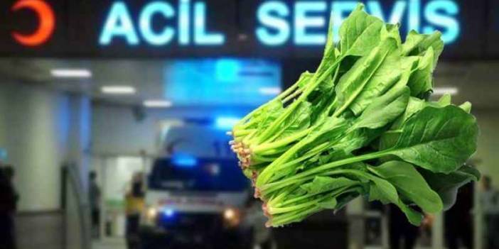 Güzelavrat otunu ıspanak sanıp yediler: Zehirlenen 11 kişi hastanelik oldu, biri yoğun bakımda! Güzelavrat otu nedir?