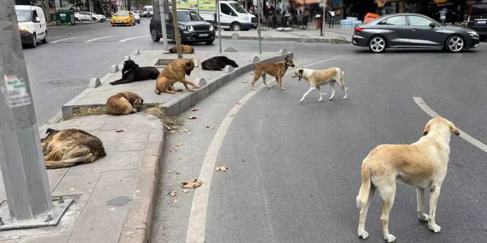 İstanbul Valiliği duyurdu: Sokak köpekleriyle ilgili önemli karar!