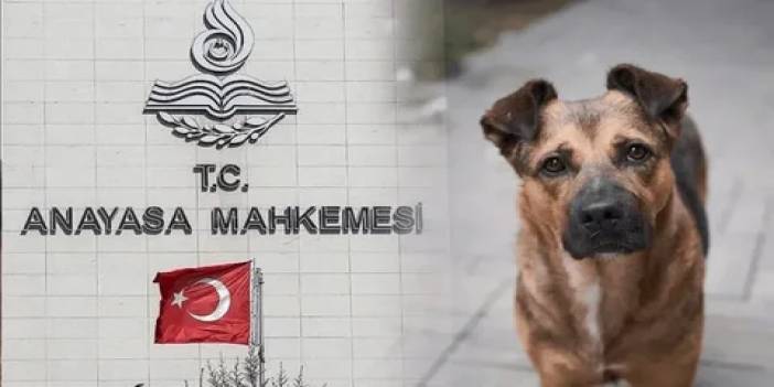 CHP sokak köpeklerine yönelik yasayı iptal başvurusunda bulunmuştu: AYM'den karar çıktı!