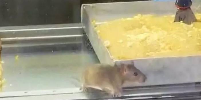 Börek tezgahında iğrenç görüntü: Müşterilere satılan böreklerin üzerinde fareler cirit attı!