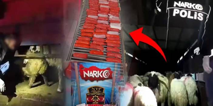 Şeytanın bile aklına gelmez: Koyunların karnını kesip uyuşturucu sakladılar!