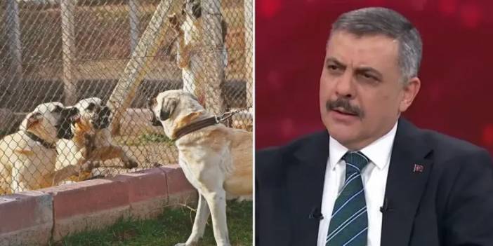 İçişleri Bakanı açıkladı: Sokak hayvanlarının yüzde 75'i barınaklara yerleştirildi