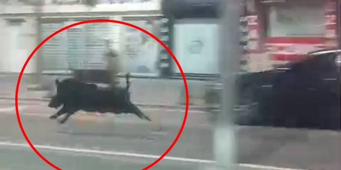 Şehire inen yaban domuzu 3 kişiyi hastanelik etti!