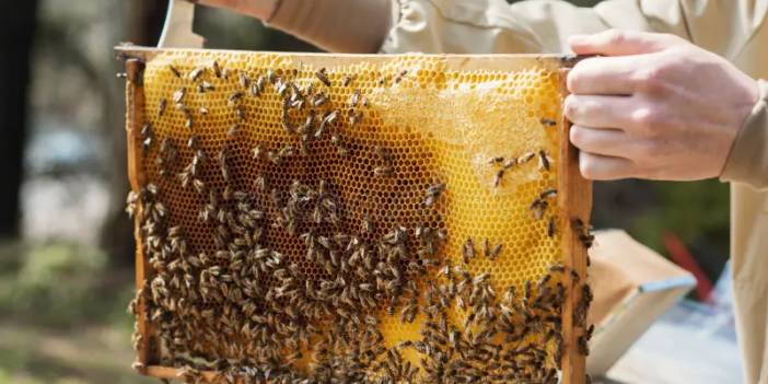 Dünyaca ünlü "Haya Balı" Türk patent marka tescil belgesini aldı