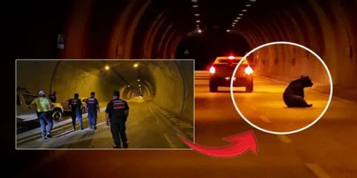 Tünelde ayı paniği: Otomobilin çarptığı yaralı ayı ortalığı birbirine kattı!