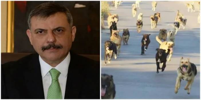 Birçok vatandaşın canı yanmıştı: Bakan Çiftçi'den sokak köpekleriyle ilgili önemli açıklama...