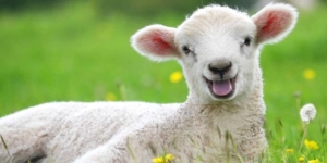 İngiltere'de Esrar Yiyen Koyunlar Köyü Birbirine Kattı