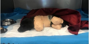 Sakarya'da bacakları ve kuyruğu kesilen yavru köpek kurtarılamadı