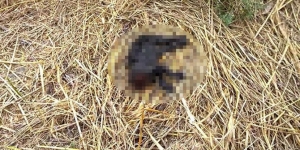 Yavru köpekten sonra bir hayvan vahşeti de Adana'dan