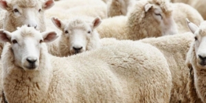 Kurban Bayramı ne zaman? Kurban Bayramı tatili kaç gün olacak?