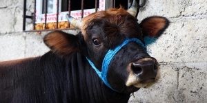 Rize'den Trabzon'a kaçan dana kesilmeyecek