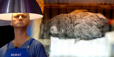 Papağana işkence yapıp ölümüne yol açan Murat Özdemir özürdiledi