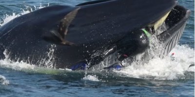 Balina dalgıcı yuttu, tadını beğenmeyip geri tükürdü