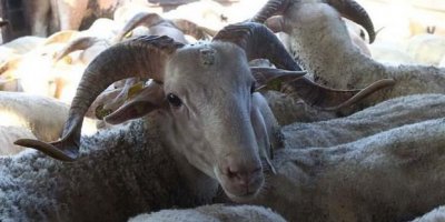 Kurbanlıkların giriş tarihi belli oldu