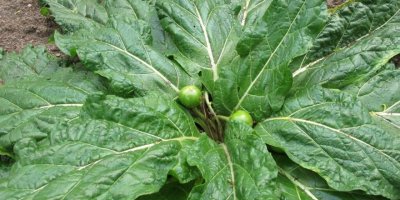 Adamotu bitkisi nedir? Adamotu kökü zehirli mi? Adamotu ıspanak nasıl anlaşılır?