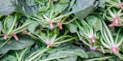 İstanbul'dan sonra Tekirdağ! 22 kişi ıspanaktan zehirlendi