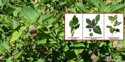 Güzel avrat otu nedir? Güzel avrat otu zararları nedir? | Güzel avrat otu ıspanak