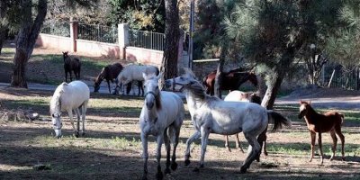 Bolu'da 83 attan 8'i karantina altına alındı