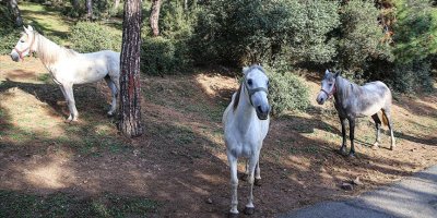 Adalar'da itlaf edilen 105 at için suç duyurusu