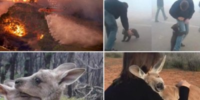 Avustralya yangınının bilançosu artıyor! Gelen fotoğraflar içler acısı...