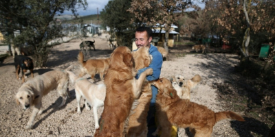Sahipsiz köpek bırakmadı