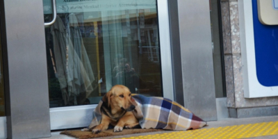Soğuktan üşüyen köpek şalla örtüldü