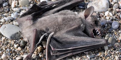 Antalya'da 2 yarasa ölü bulundu, koronavirüs paniği yaşandı