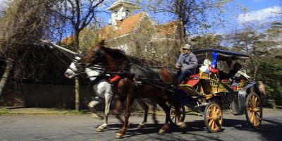 İBB, Adalar'daki atları satın almaya başladı
