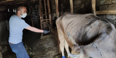 Bataklığa saplanan tek geçim kaynağına kavuştu