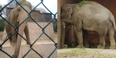 35 yıldır işkence gören fil Kaavan sonunda kurtuldu ve korumaya alındı