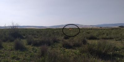 Çorum'da aslan saldırısı iddiası ortalığı karıştırdı: Yavruları da yanındaymış