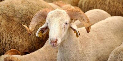 Kurban Bayramı ne zaman 2020? Bayrama kaç gün kaldı? Bayramda yasak olacak mı?