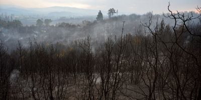 Çanakkale'deki orman yangını binlerce ağacı yok etti