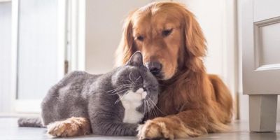 4 Ekim Dünya Hayvanları Koruma Günü mesajları ve şiirleri