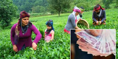 Bakanlık açıkladı: Yaş çay alım fiyatı belli oldu