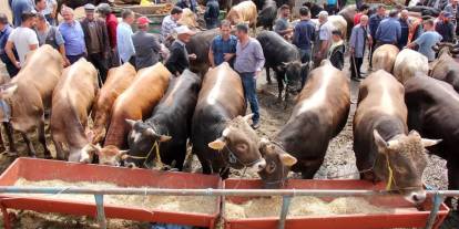 En ucuz kurban o illerde: İşte kurban fiyatlarının en uygun olduğu 7 ilimiz