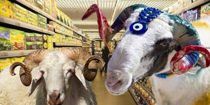 Zincir marketlerin kurban fiyatları belli oldu! CarrefourSA, Migros, BİM, A101, Şok Market Kurbanlık Fiyatları ne kadar?