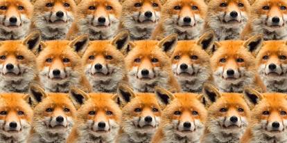 Zeka testi: Bunu bilen çok az kişi çıktı! Tilkilerin arasında kalan kurt nerede?