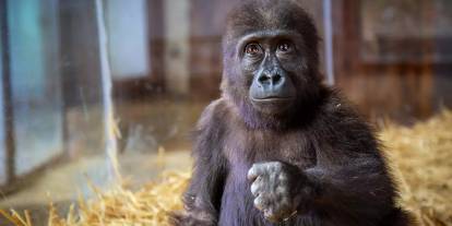 Nijerya iadesini istenmişti: Yavru goril "Zeytin" hakkında bakın ne karar verildi?