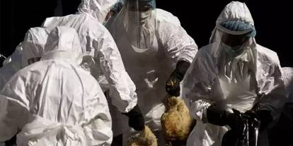 Almanya'da kuş gribi hortladı: Telef olan hayvan sayısı 500 bini geçti!