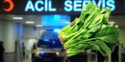 Güzelavrat otunu ıspanak sanıp yediler: Zehirlenen 11 kişi hastanelik oldu, biri yoğun bakımda! Güzelavrat otu nedir?