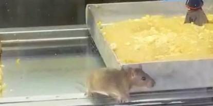 Börek tezgahında iğrenç görüntü: Müşterilere satılan böreklerin üzerinde fareler cirit attı!