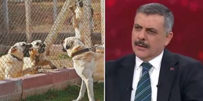 İçişleri Bakanı açıkladı: Sokak hayvanlarının yüzde 75'i barınaklara yerleştirildi