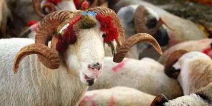 Diyanet İşleri Başkanlığı duyurdu: Vekaletle kurban kesim bedelleri belli oldu